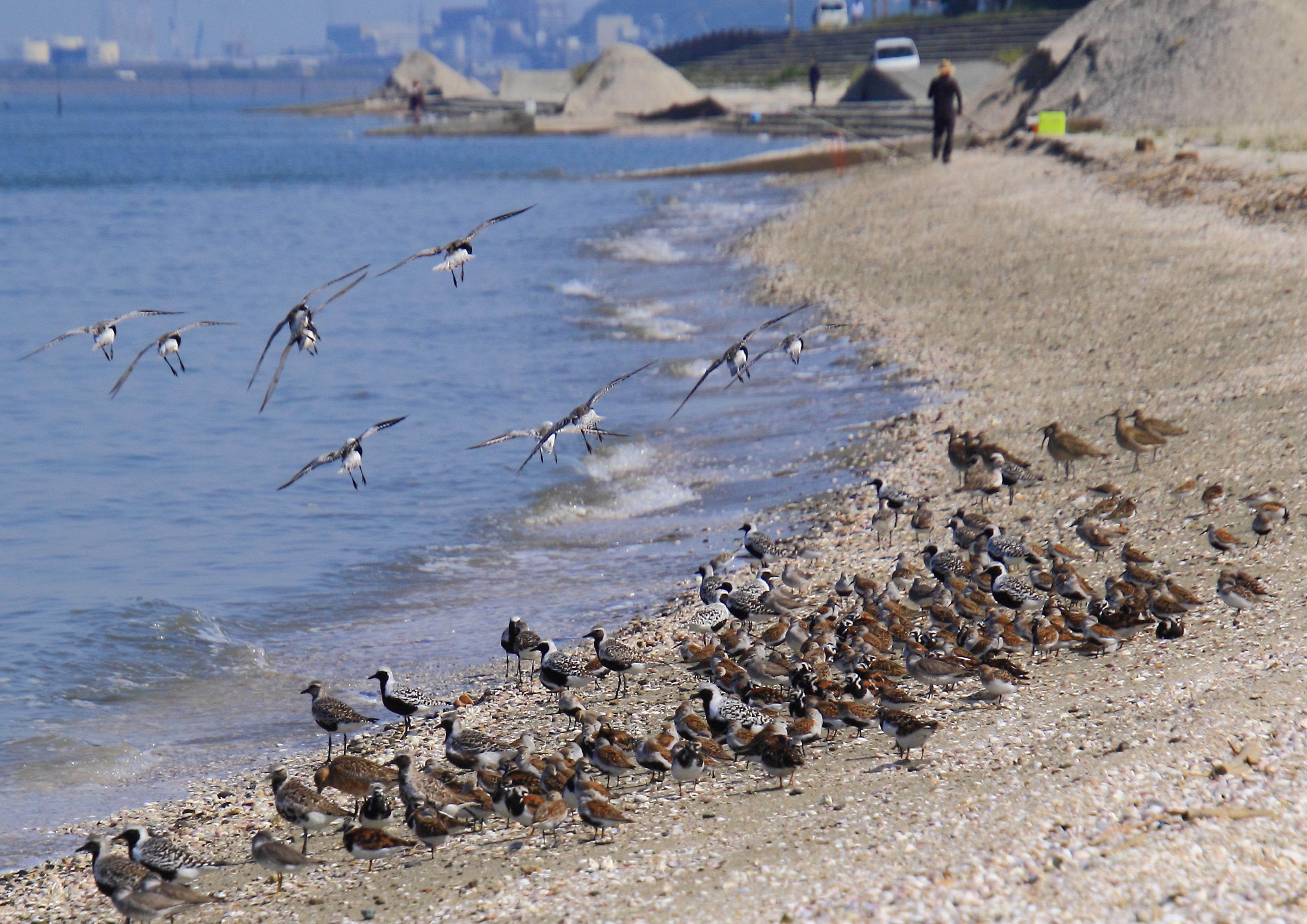 (しろちどり賞)赤星恭介【干潟の野鳥】.JPG