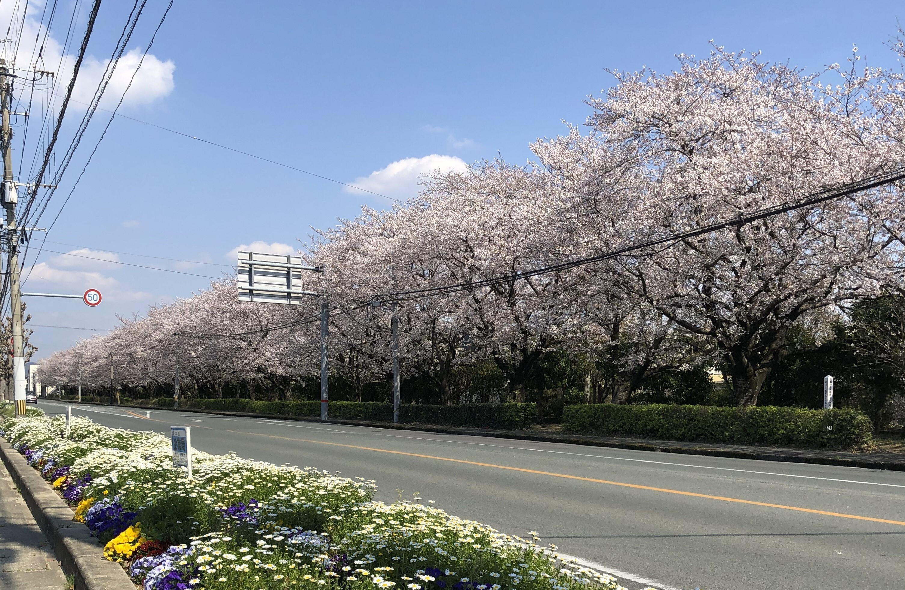 6中央緑地.jpg