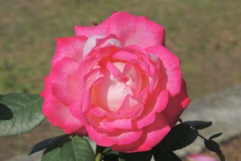 10SCN9897.jpg