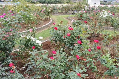2竭。DSCN0041.jpg