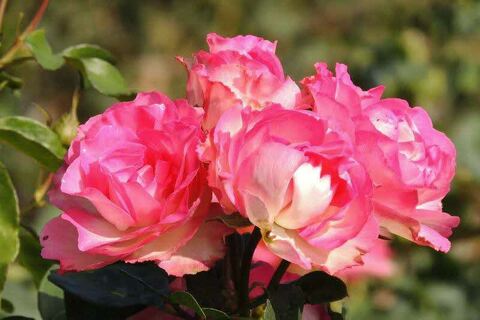 3SCN0056.jpg