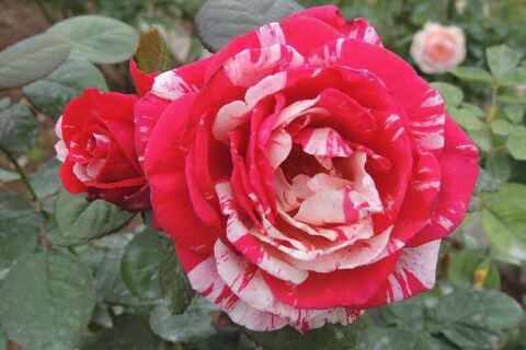 3笳汽SCN9839.jpg