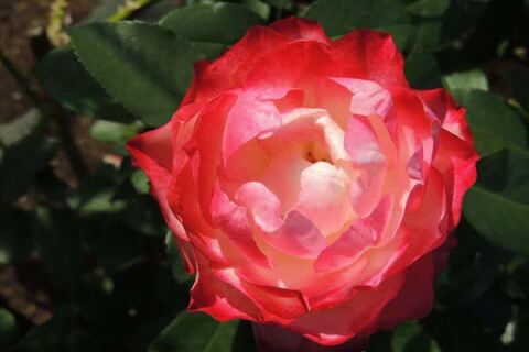 5SCN9824.jpg