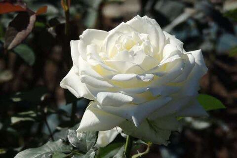 7DSCN9972.jpg