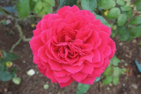 8竭・笳汽SCN9825.jpg