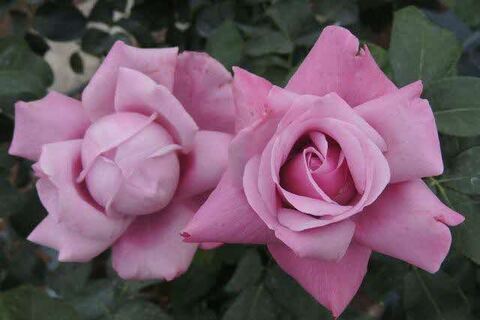 5DSCN9803.jpg
