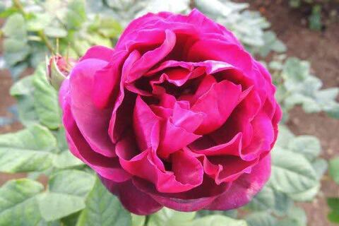 7DSCN0016.jpg