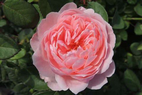 4DSCN0069.jpg