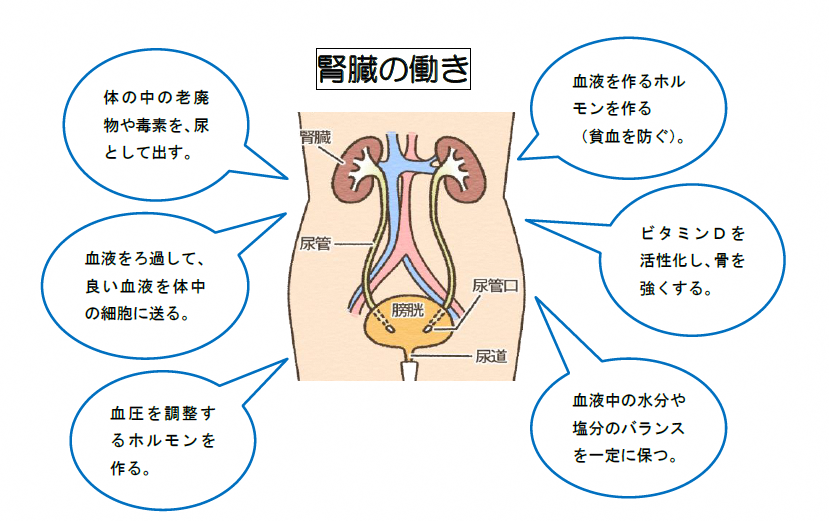 腎臓はたらき.png