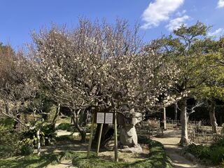 友情の梅写真