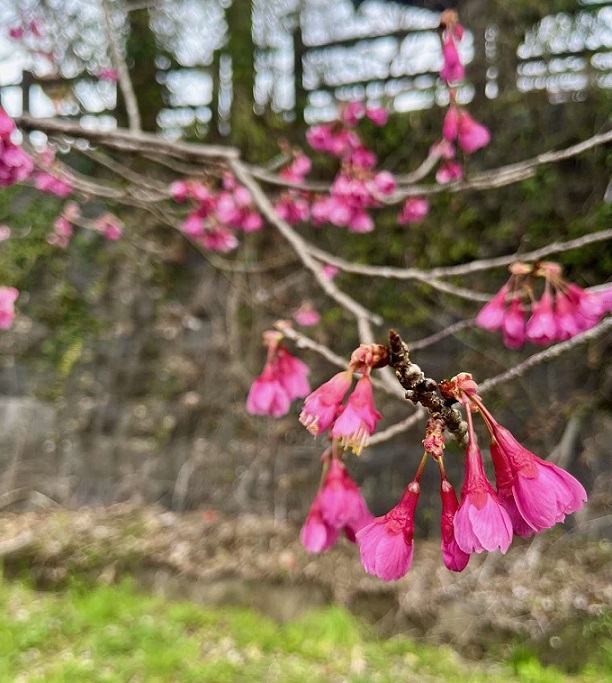 寒緋桜1.jpg