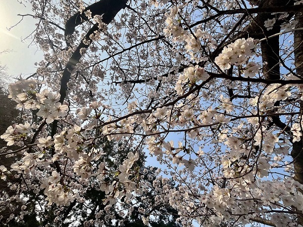 桜2.jpg