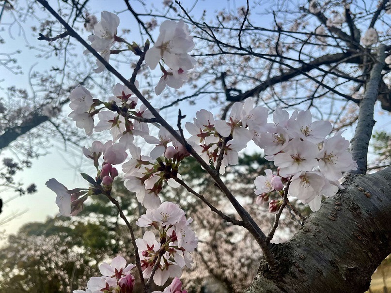 桜3.jpg