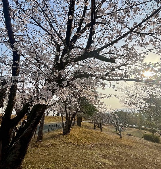 桜4.jpg
