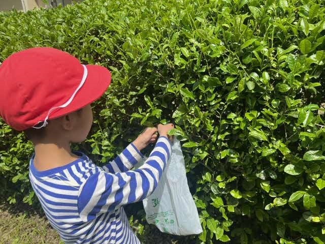 茶摘み子ども2 20240502.jpg