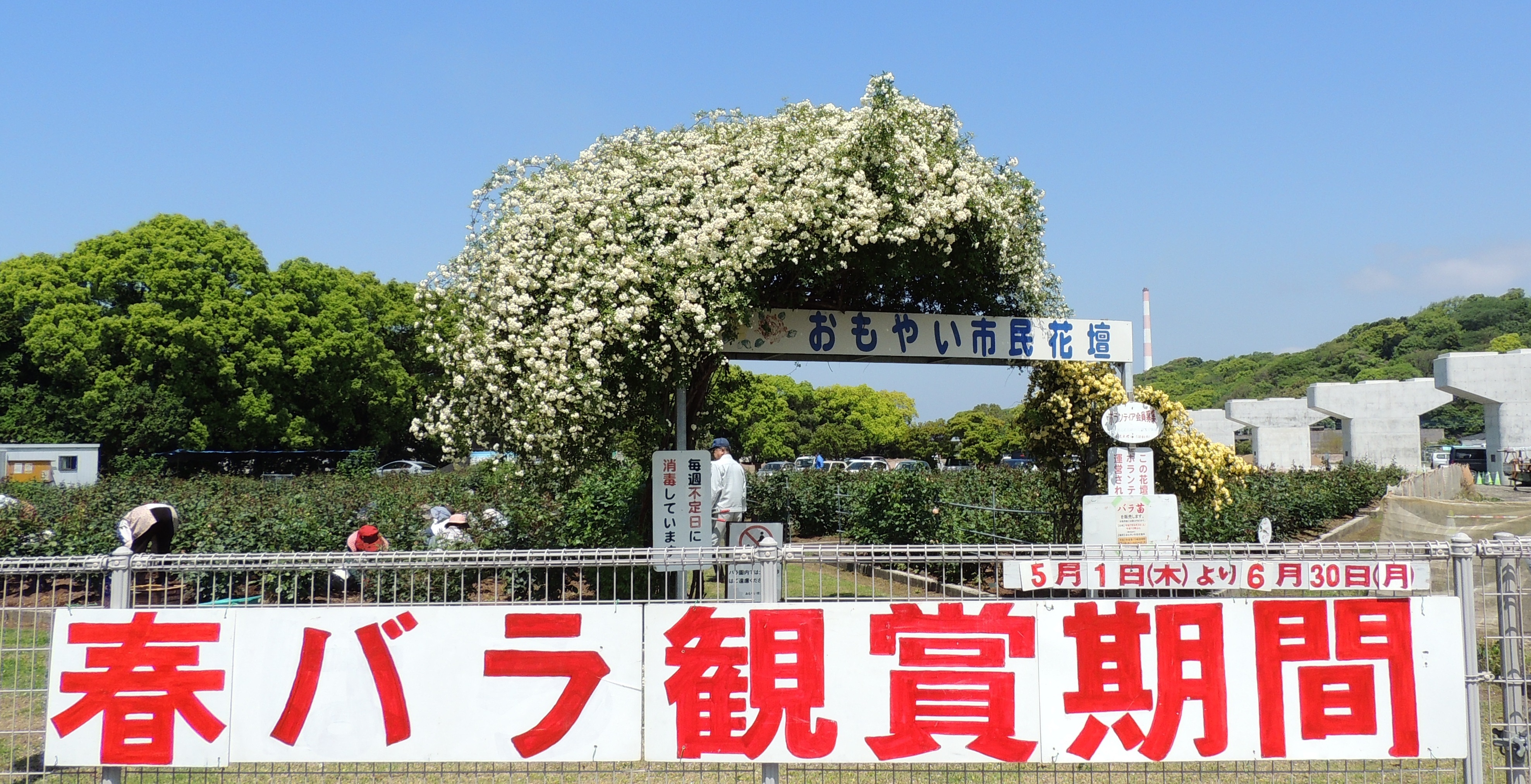 春バラ観賞期間中のパネルの写真