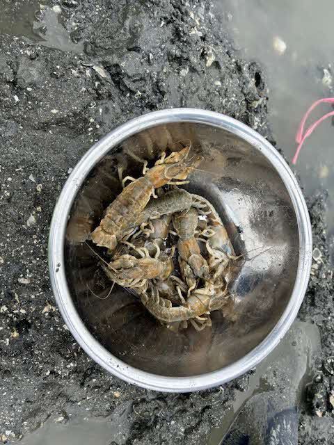 釣り上げたマジャクの様子.jpg