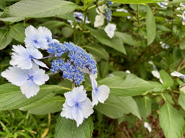 あじさいの写真