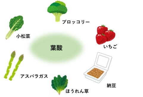 葉酸を含む食品 (1).png