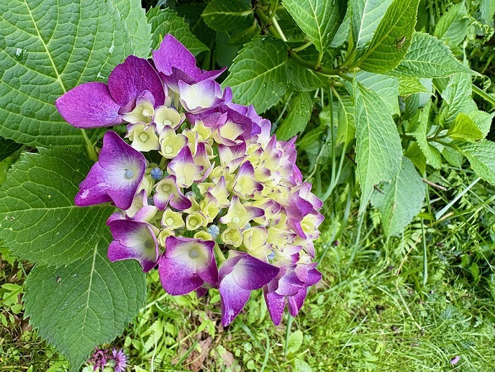 あじさいの写真