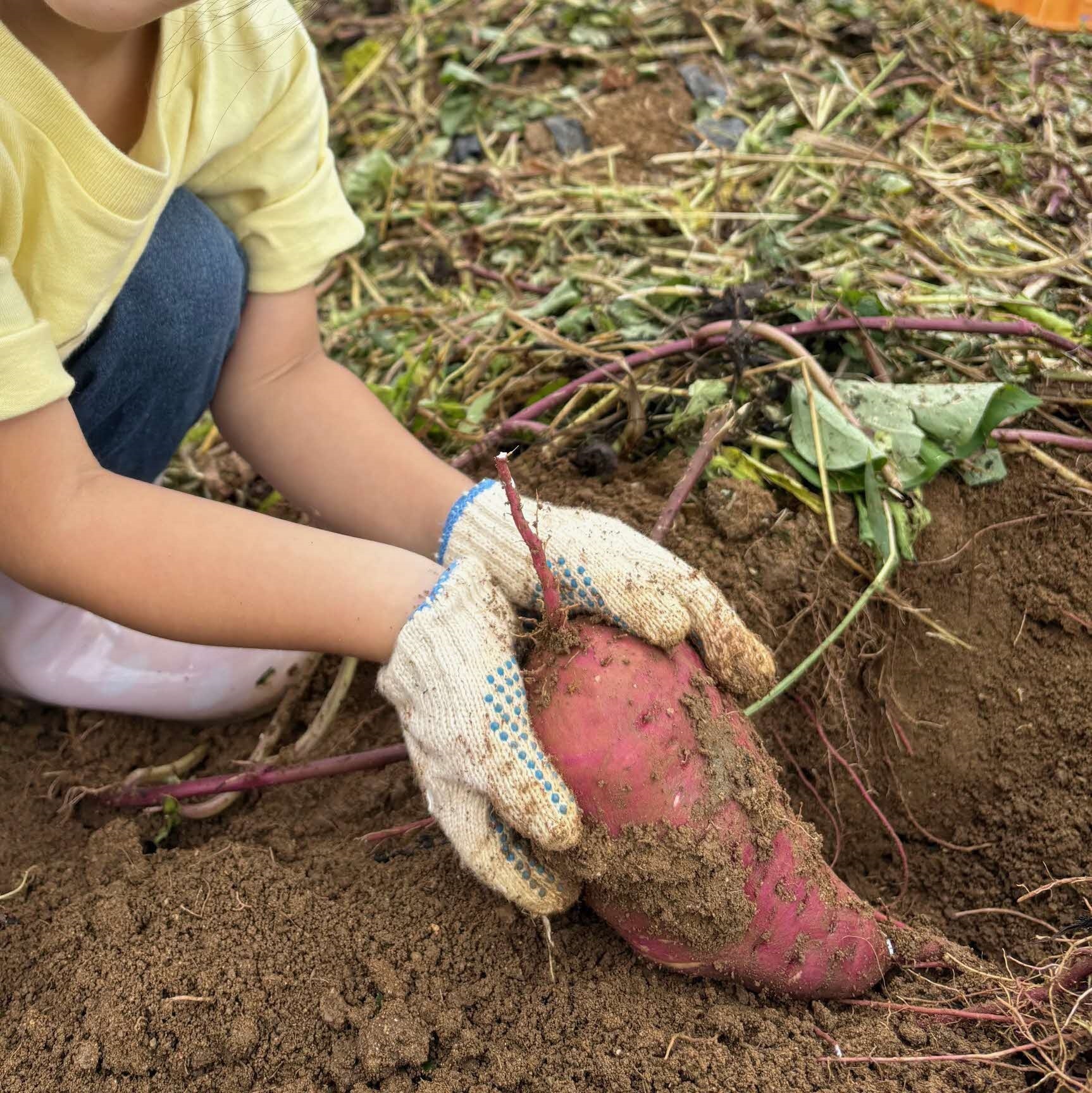 芋掘り1.jpg