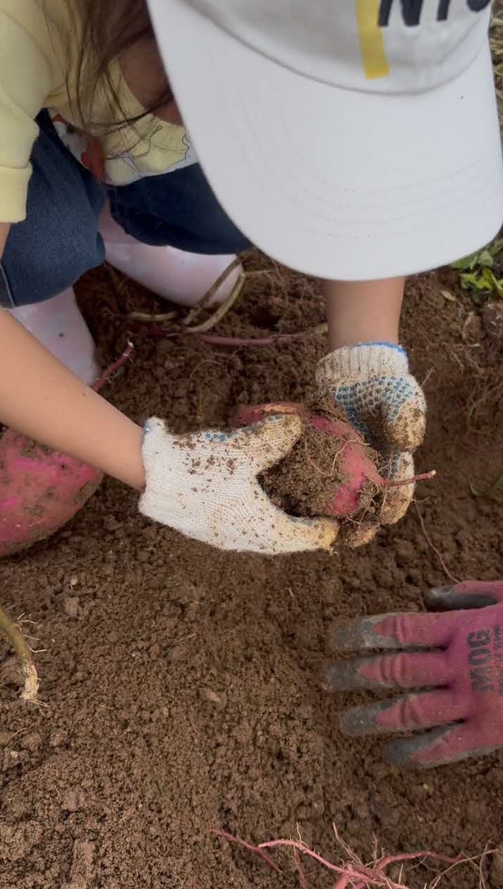 芋掘り3.jpg