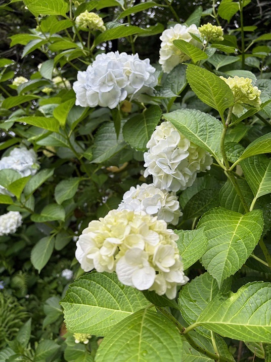 あじさいの写真