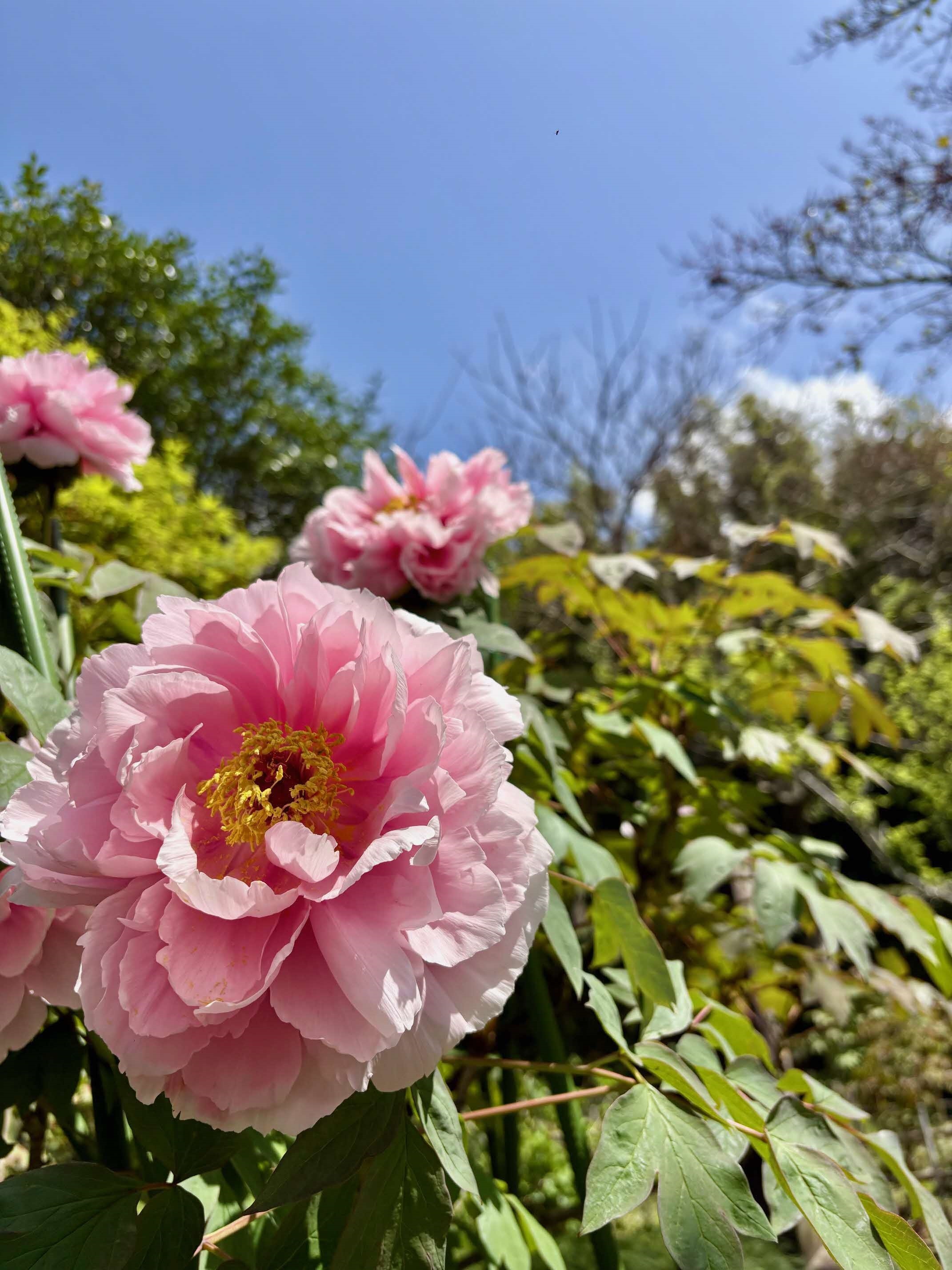 牡丹の花