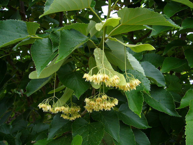 菩提樹の花が咲きました 荒尾市 菩提樹の花が咲きました 荒尾市