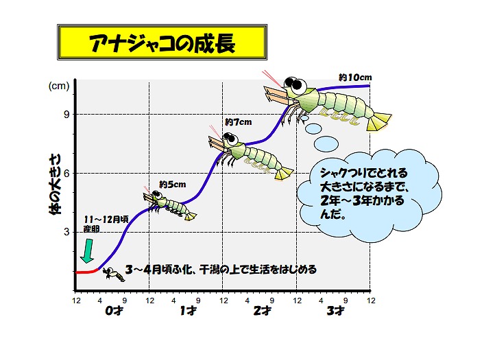 アナジャコの成長についてグラフで説明した画像