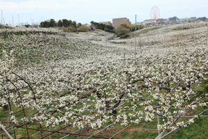 四景　梨の花の写真
