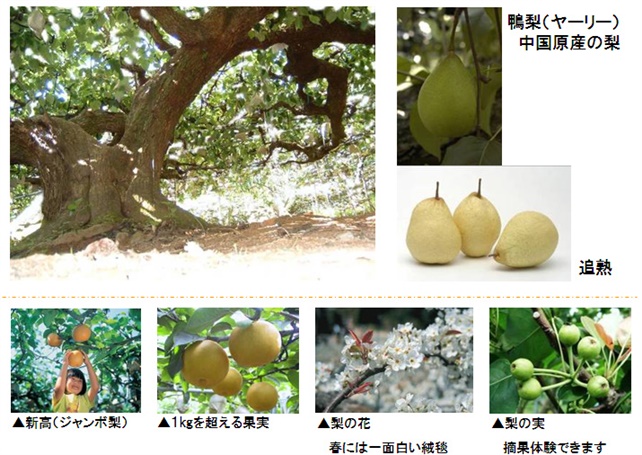 荒尾梨の画像 樹齢100年の鴨梨(ヤーリー)の木、中国原産の梨、鴨梨(ヤーリー)、鴨梨(ヤーリー)が追熟した様子、新高(ジャンボ梨)、1キログラムを超える果実、梨の花:春には一面白い絨毯、梨の実:摘果体験できます