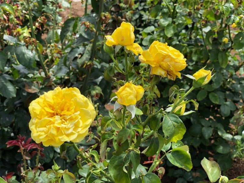 令和3年度おもやい市民花壇 ばら園 春ばらの開花状況をお知らせします 荒尾市