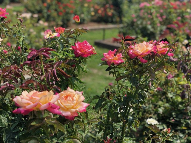 令和3年度おもやい市民花壇 ばら園 春ばらの開花状況をお知らせします 荒尾市