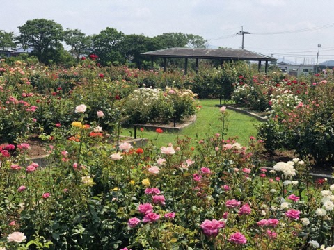 令和3年度おもやい市民花壇 ばら園 春ばらの開花状況をお知らせします 荒尾市